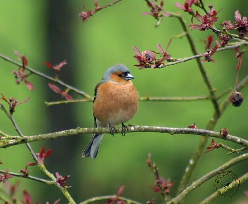Chaffinch 8R86D-21.JPG